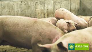 Automatizări pentru sectorul suin de la ASSERVA