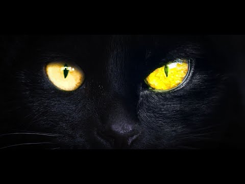 Teaser Esther Verhoef - De Nachtdienst