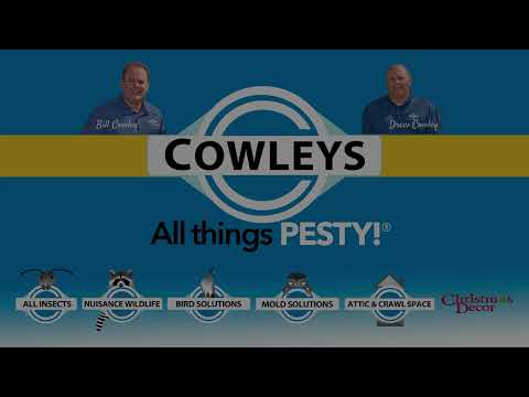 Hidden in the Bushes is a Bald-Faced Hornets Nest in Bedminster, NJ