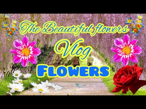 Flowers the Beautifull | the beautiful flowers Vlog by Danyal official Vlog #photography #vlog