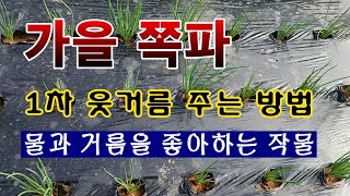 [텃밭농부 1,673]  가을쪽파에 1차 웃거름 주는 방법. #쪽파재배