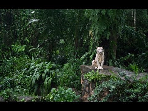 ELITNA EKIPA x GOLDIE (CSS) - Dzungla