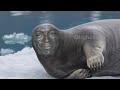Seal In French Meme
