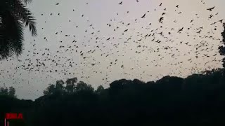 Crow's last afternoon game