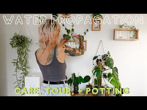 Maintaining + Potting Up My Water Propagation Stations 💦
