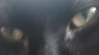 Black Panther Exposed +♡+