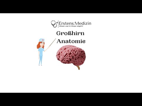 Großhirn Anatomie