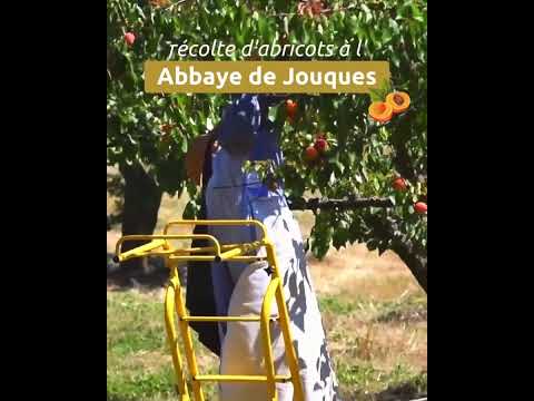 Récolte d’abricots à l’abbaye de Jouques (9 sec) - Divine Box