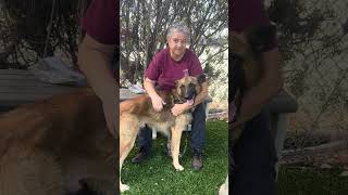Video preview image #1 German Shepherd Dog Puppy For Sale in Pasadena, CA, USA