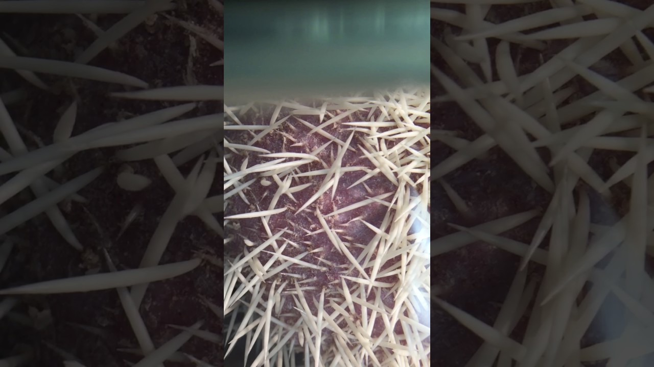 Close up look at lice!