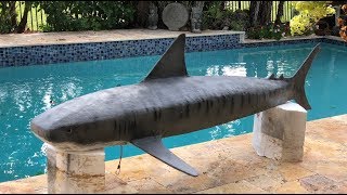 How I built "Rajah" the leading lady of Shark Whisperer
