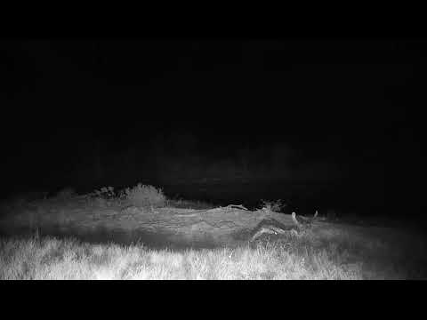 Djuma: Lions roaring and snarling audio - 01:05 - 06/26/20