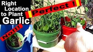 GARLIC Tips on How &amp; Where to Plant Sun or Shade Comparison, PLANTING in Spring for Summer Harvest