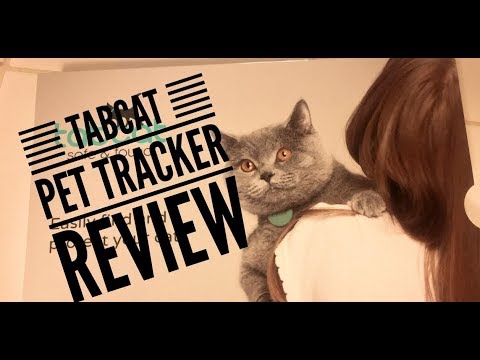 tabcat-cat-tracker-demo-and-review