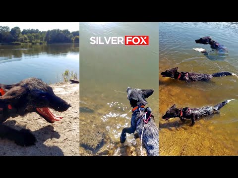 The fox is swimming in the river 🦈🦊🌊 @DenisKorza #fox #swimming #shorts