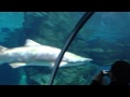 океанариум Coex Сеул акулы под куполом с водой 