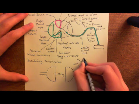 Glycine Receptors and Hyperekplexia Part 2