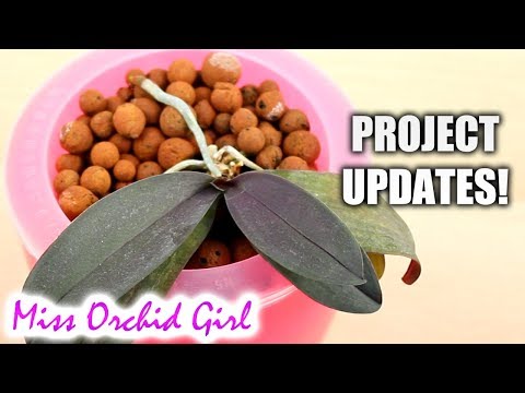Orchid project updates - Stilyo products, keiki paste & more!