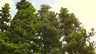 Seeya Later - Boards of Canada