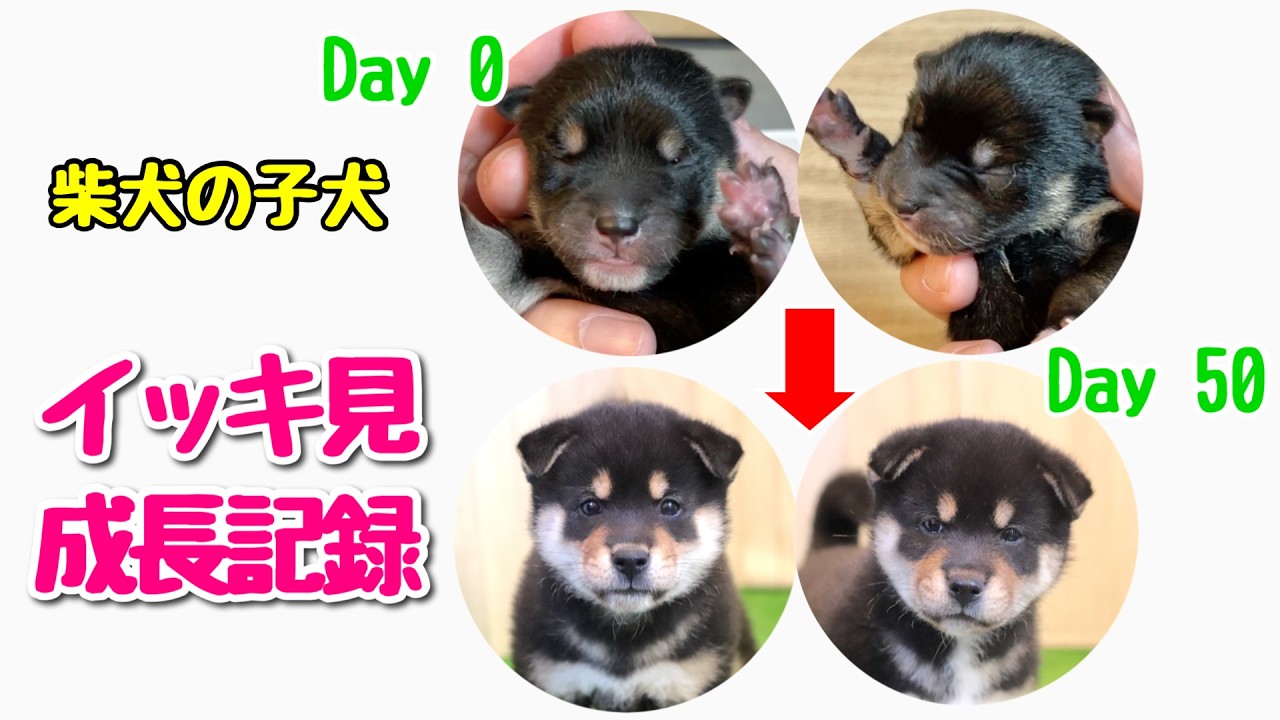 【柴犬 子犬】一気に見れる成長記録 生後0日〜50日 season 8