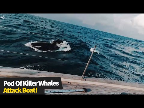 British crew are attacked by a pod of 30 killer whales