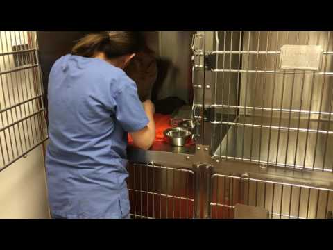 22025278 Hilal Dietrich Skill#9 Remove feline upper cage