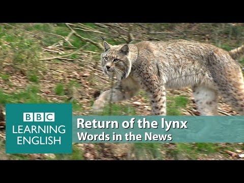 Return of the lynx. Learn: elusive, predator, ecosystem, pose a threat, livestock