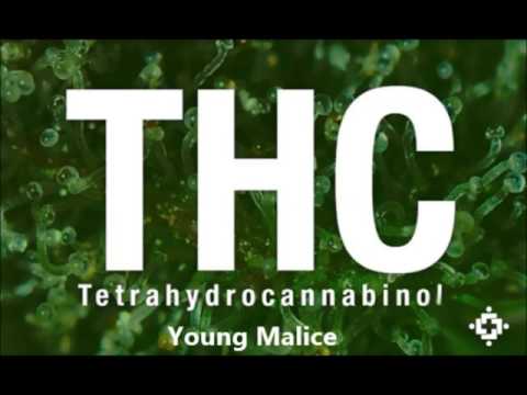 THC Young Malice