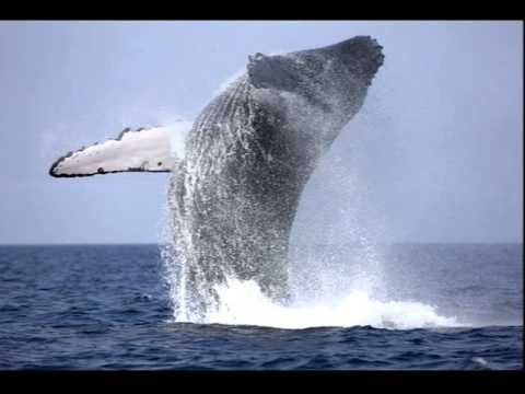 Nýdönsk - Steypireið(Live Audio) 1992