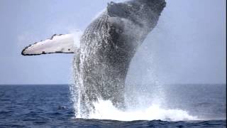 Nýdönsk - Steypireið(Live Audio) 1992