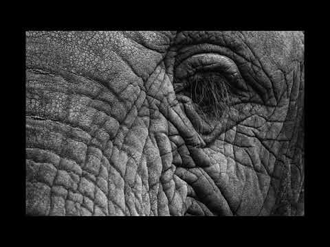 Izi Draro - OLVIDARÉ (Prod. 4LX)