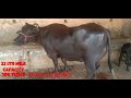 Super Murrah Buffalo Price 1 35 000 At Jyaunti Delhi Joginder Rana Dairy Farm
