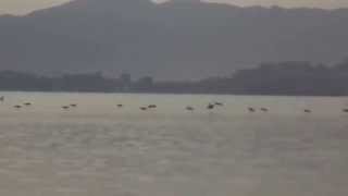 preview picture of video 'Ajmer Anasagar Lake... Siberian birds...!!'