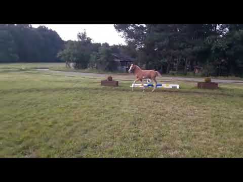 Hengstfohlen von The Braes My Mobility