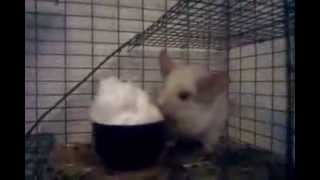 Chinnie's Ginormous Sno Cone Part 2