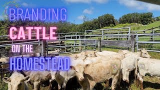 Cattle Branding in Hawaii | Hamakua Homestead