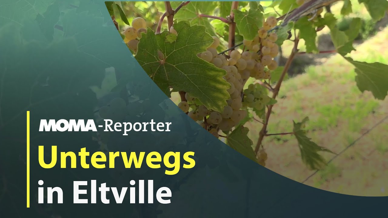 Wein und Rosen für den MOMA-Reporter I ARD Morgenmagazin