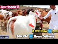 2 गाय फ़्री 12 लीटर दूध की गाय 15000 से कम में