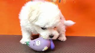 マルチーズの動画01