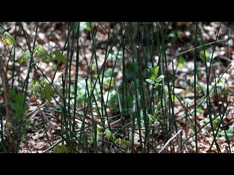 What’s Blooming in Bloomington: Horsetails