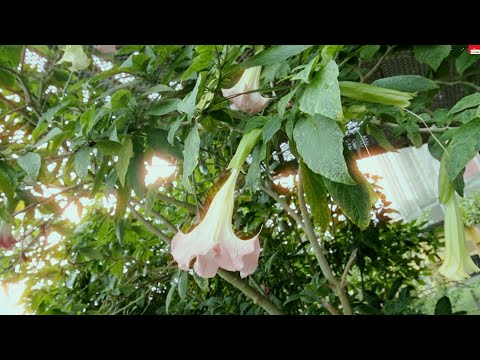 1. Gold Diggers - Oneroom, J2D, El Mono (Video Oficial).