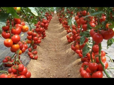 WOW! Amazing Agriculture Technology  - Tomato
