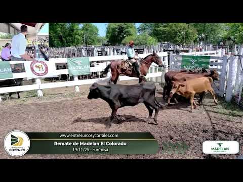 19-11-25 - Remate de Madelan - El Colorado, Formosa