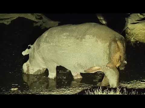 Djuma: Lone Hippo(healing leg one) - 23:31 - 08/16/19