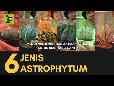 , title : 'Penggemar Kaktus Astrophytum? Yuk Kenali 6 Jenis nya! by iPlant.id'