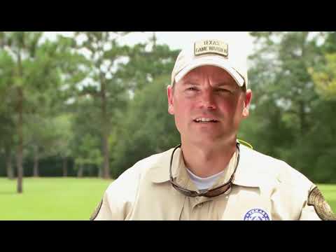 L'aligator égaré - la loi du Texas