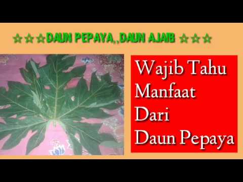 download lagu mp3 mp4 Cara Cepat Haid Dengan Daun Pepaya, download lagu Cara Cepat Haid Dengan Daun Pepaya gratis, unduh video klip Cara Cepat Haid Dengan Daun Pepaya