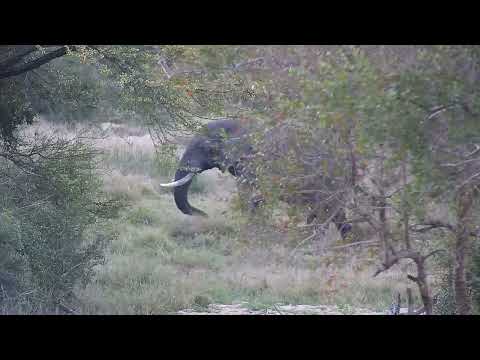 Djuma: Elephant bull and then Hippos - 17:32 - 08/13/2023