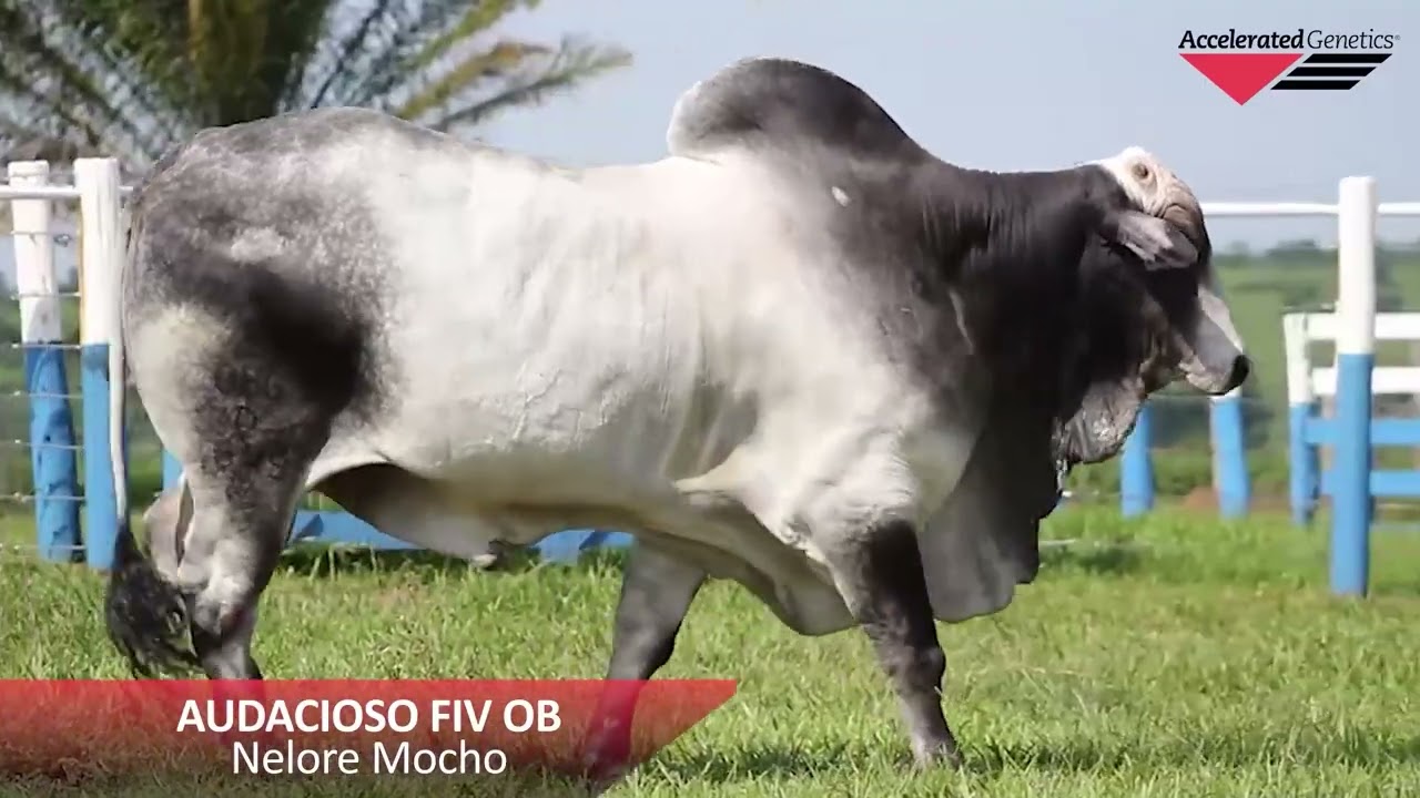 Vídeo AUDACIOSO FIV OB