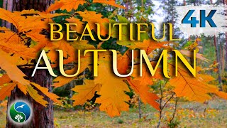 ???? Золотая Осень | Любуемся Осенними Пейзажами | Осенний Лес в Беловежской Пуще